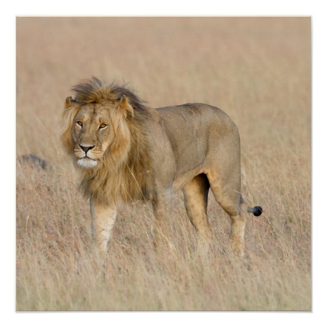 Pôster Caminho de leão (Frente)