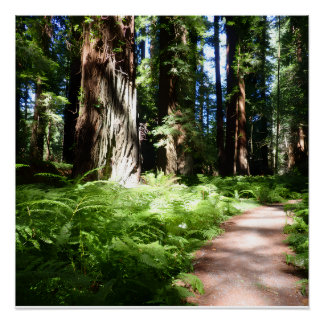 Pôster Caminho de Redwood