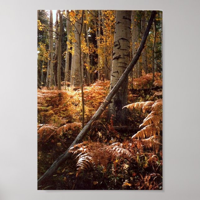 Pôster Caminho do Caminho de Caminho do Creek dos Verdes (Frente)