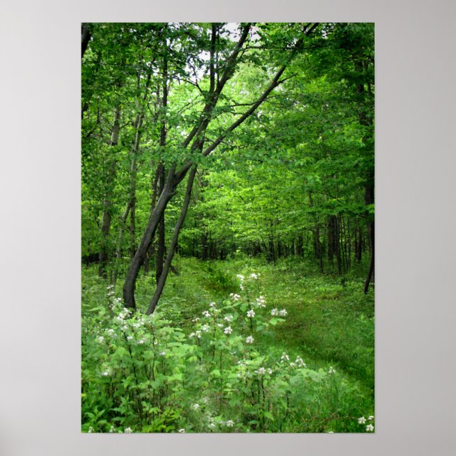 Pôster Caminho do Woodland (Frente)