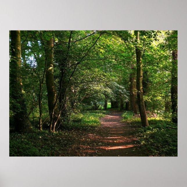 Pôster Caminho na floresta (Frente)