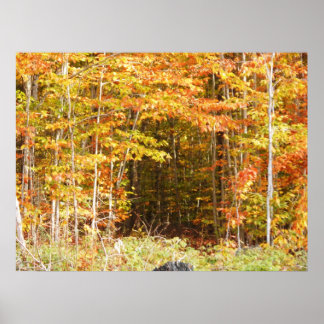 Pôster Caminho Nas Montanhas Adirondacks