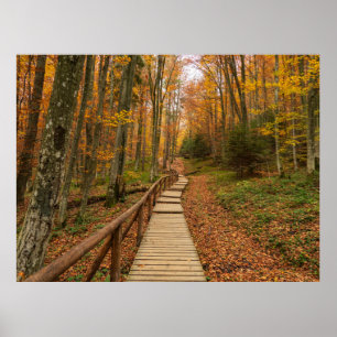 Poster Caminho pela floresta do outono.