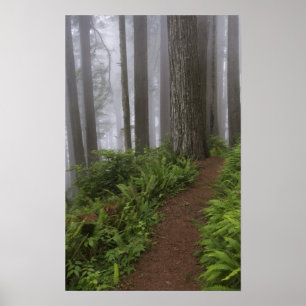 Pôster Caminho pelas árvores gigantes de pau-rosa envolt