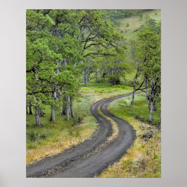 Poster Caminho pelo campo através de árvores, Oregon (Frente)