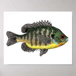 Poster Camisa-Sol Bluegill