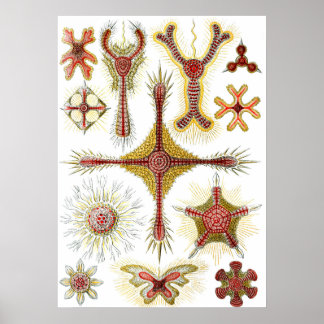 Pôster Camomila Selvagem por Ernst Haeckel, Natureza Vint