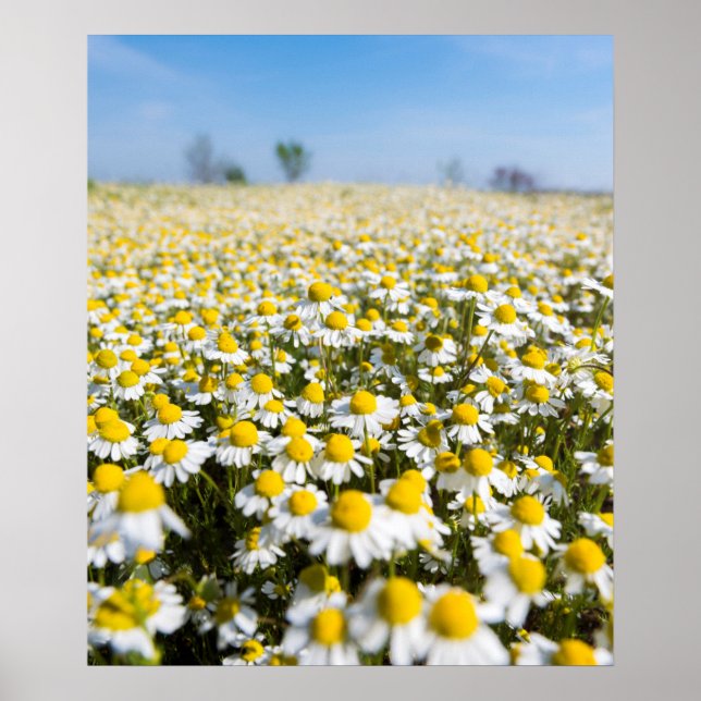 Pôster Camomile Field, Hungria (Frente)