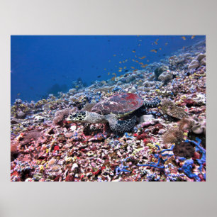 Poster Camouflaged Hawksbill