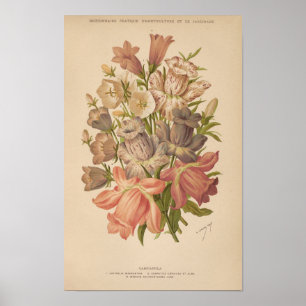 Poster Campanula   George Nicholson