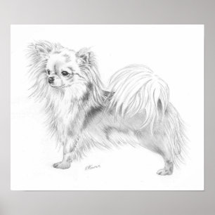 Poster Campeão da chihuahua de Longcoat