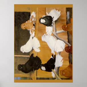 Pôster Campeões de Trumpeter Pigeon