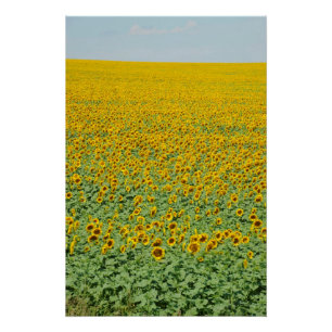 Pôster Campo amarelo do girassol