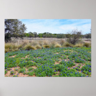 Poster Campo Bluebonnet, Austin, Texas