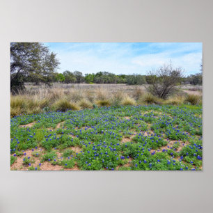 Poster Campo Bluebonnet, Austin, Texas