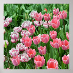 Poster Campo com tulipas cor-de-rosa