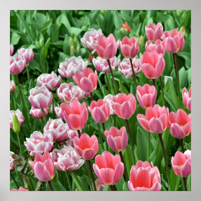Poster Campo com tulipas rosa (Frente)