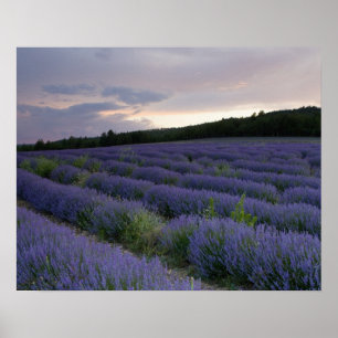 Pôster Campo da lavanda no por do sol