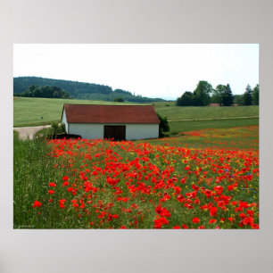 Poster Campo das papoilas