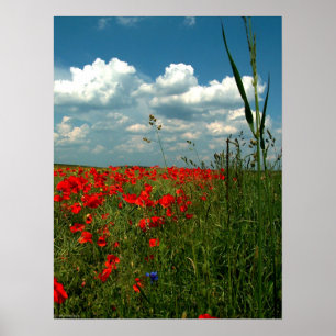 Poster Campo das papoilas II