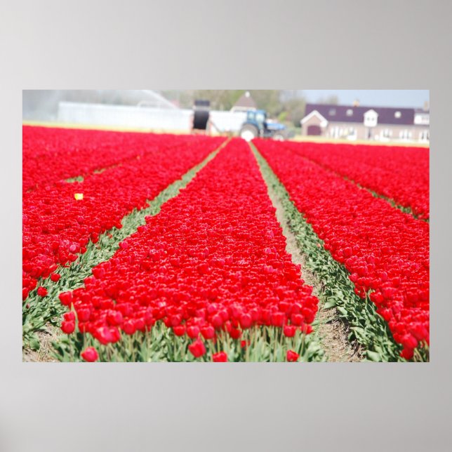 Poster Campo das tulipas (Frente)