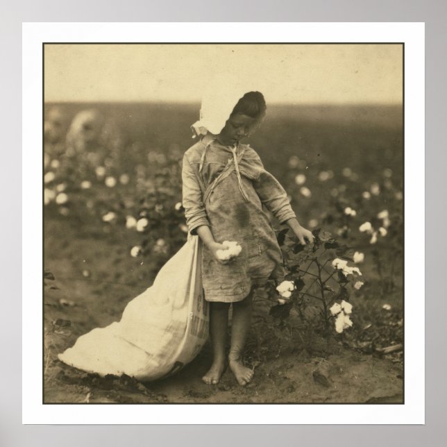 Pôster Campo de algodão (Frente)