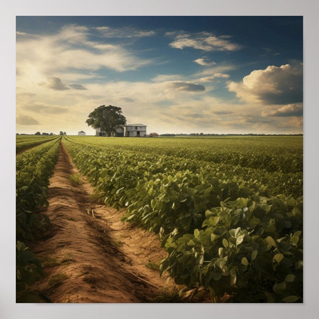 Poster Campo de amendoim rural (Frente)