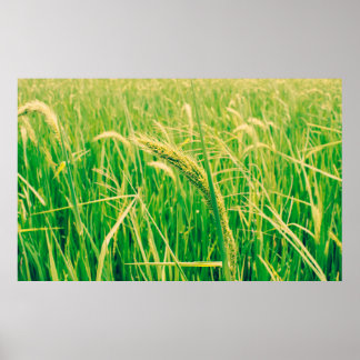 Poster Campo de arroz nas zonas rurais e frescas, no esti
