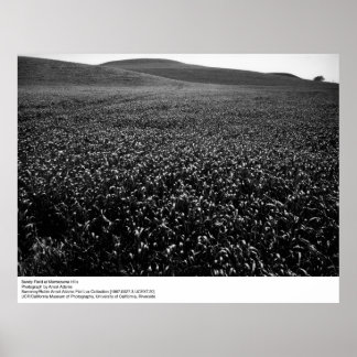 Poster Campo de cevada nas Colinas de Montezuma por Ansel
