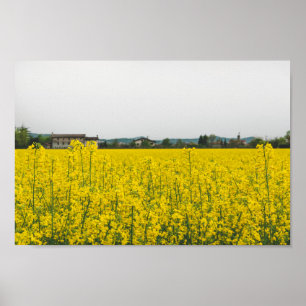 Poster Campo de colza