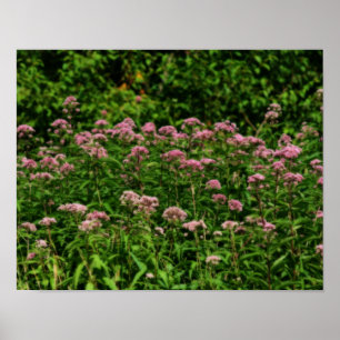 Poster Campo De Doce Joe Pye Weed Flowers Orton Art