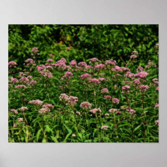 Poster Campo De Doce Joe Pye Weed Flowers Orton Art (Frente)