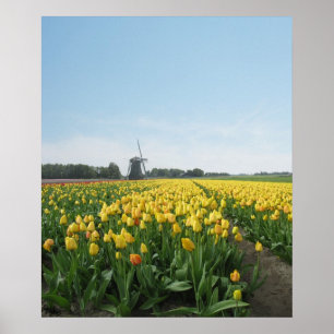 Poster Campo de flor amarelo Holland das tulipas