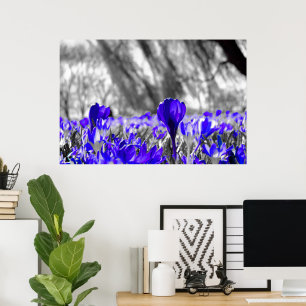 Poster Campo de Flor Azul