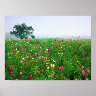 Poster Campo de flor de Kentucky