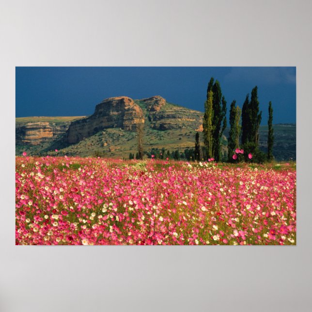 Poster Campo de flores Cosmos, distrito de Fouriesburg (Frente)
