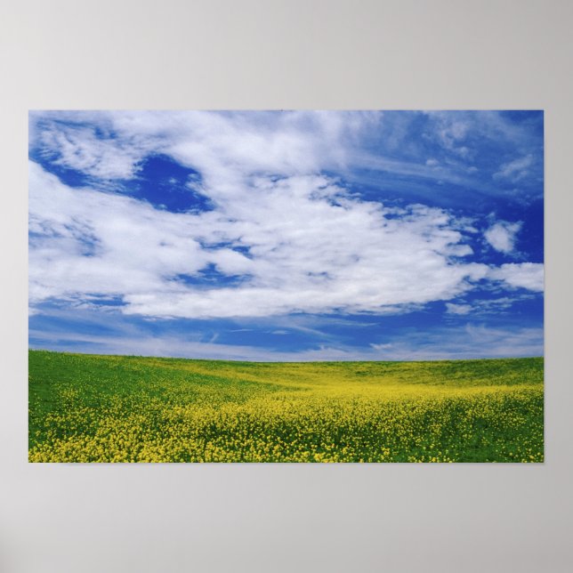 Pôster Campo de flores de Canola ou Mostarda, Palouse (Frente)