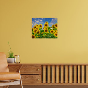 Poster Campo de Flores de Girassol
