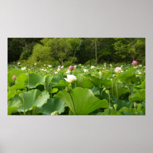 Poster Campo de Flores de Lotus no Jardim de Verão