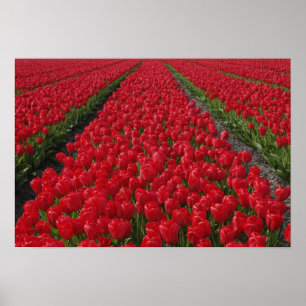Pôster Campo de flores de tulipas, Países Baixos, Holanda