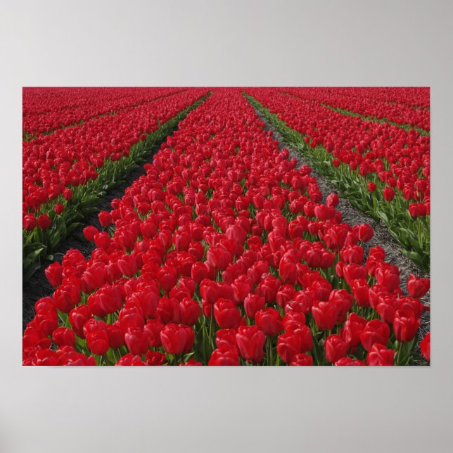 Pôster Campo de flores de tulipas, Países Baixos, Holanda (Frente)
