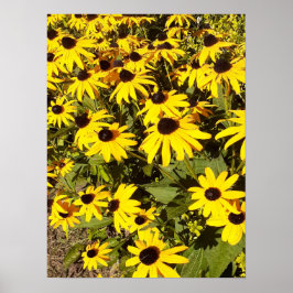 Poster Campo de flores silvestres amarelas