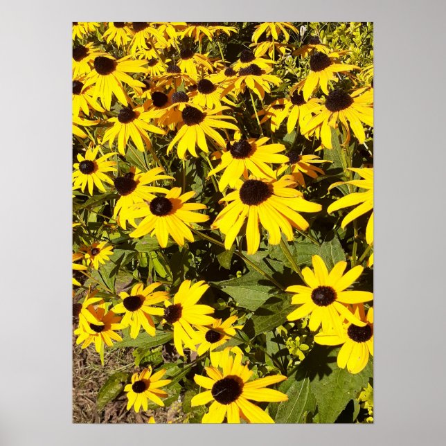 Poster Campo de flores silvestres amarelas (Frente)
