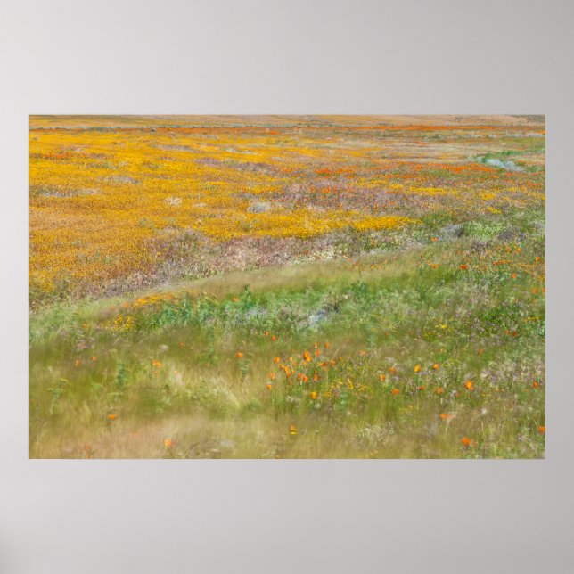 Poster Campo de Flores Silvestres Coloridas (Frente)