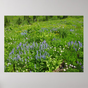 Poster Campo de flores silvestres no Monte Rainier