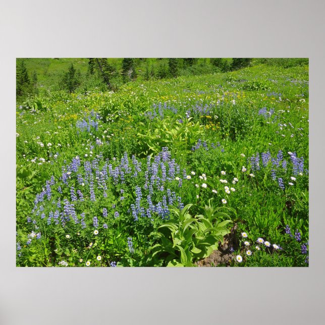 Poster Campo de flores silvestres no Monte Rainier (Frente)