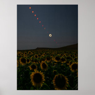 Poster Campo de Girassóis Celestiais Arte Impressa