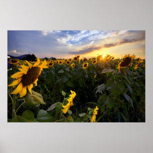 Poster Campo de girassóis de florescência