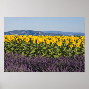 Pôster Campo de girassóis e flores de lavanda,