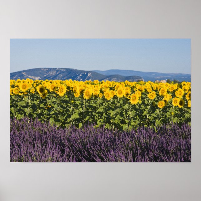 Pôster Campo de girassóis e flores de lavanda, (Frente)